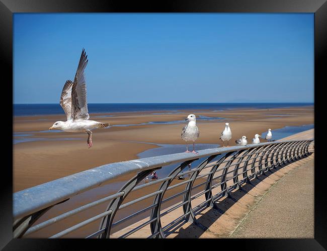 Blackpool Gulls Framed Print by Victor Burnside