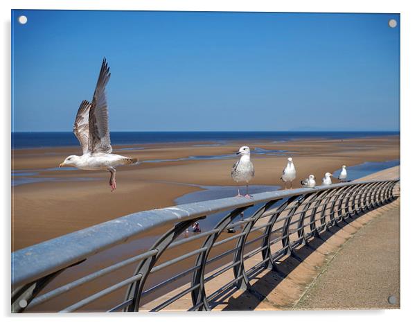 Blackpool Gulls Acrylic by Victor Burnside