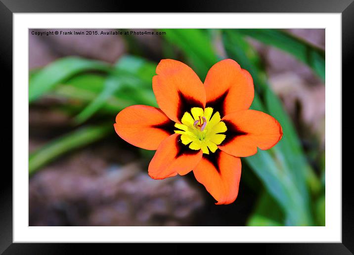  Spararix Tricolour (Close up) in full bloom Framed Mounted Print by Frank Irwin