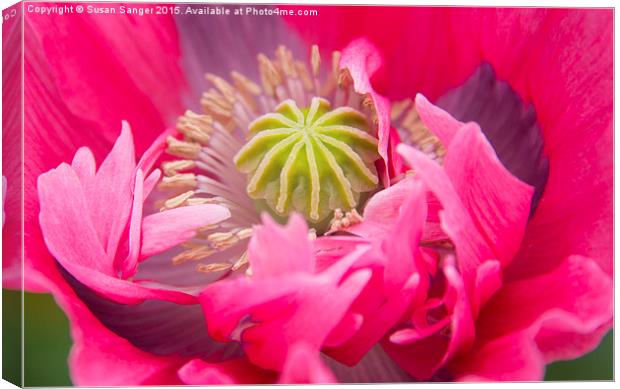  Close up of Vibrant Pink Poppy Canvas Print by Susan Sanger