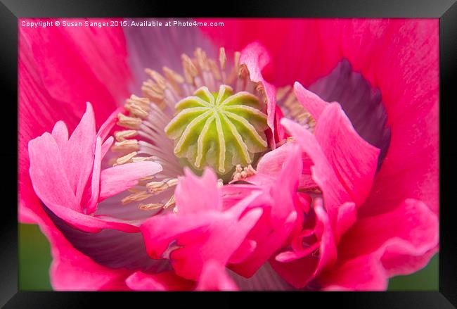  Close up of Vibrant Pink Poppy Framed Print by Susan Sanger