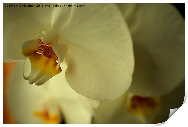  Orchid  Print by AD Singh