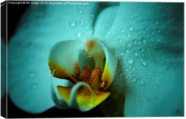  Rain on Orchid  Canvas Print by AD Singh
