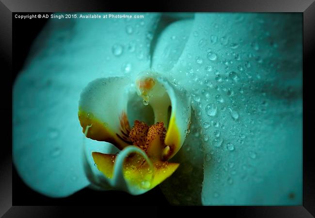  Rain on Orchid  Framed Print by AD Singh