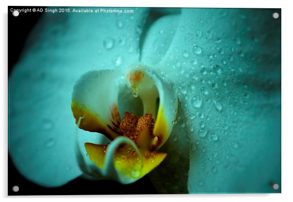  Rain on Orchid  Acrylic by AD Singh