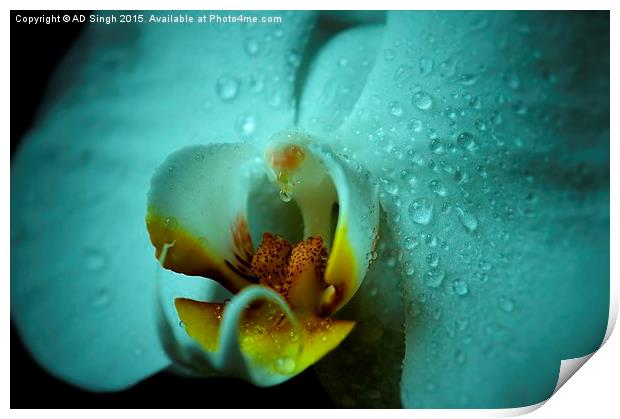  Rain on Orchid  Print by AD Singh