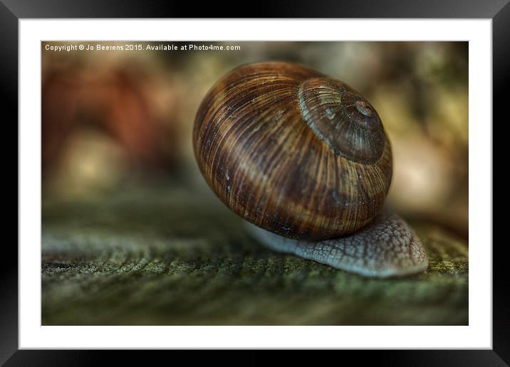 Burgundy snail glide past Framed Mounted Print by Jo Beerens