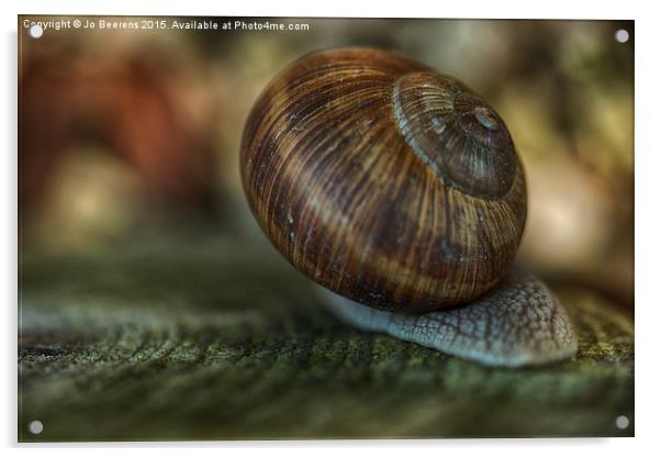 Burgundy snail glide past Acrylic by Jo Beerens