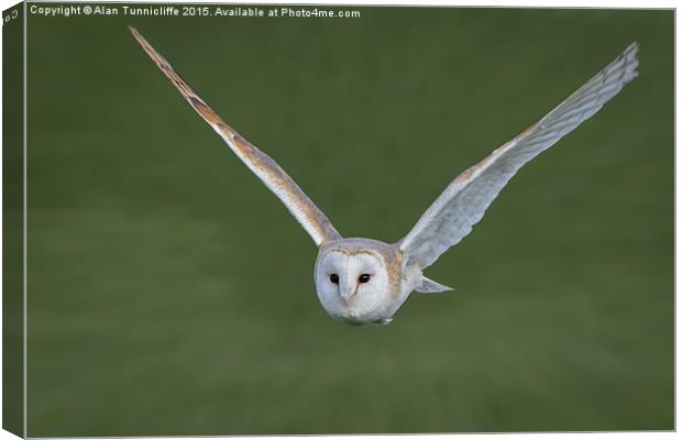  Barn owl in flight Canvas Print by Alan Tunnicliffe