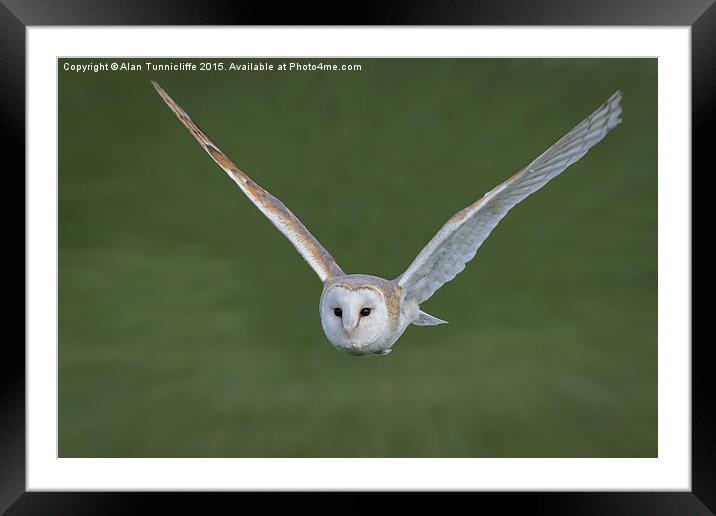  Barn owl in flight Framed Mounted Print by Alan Tunnicliffe