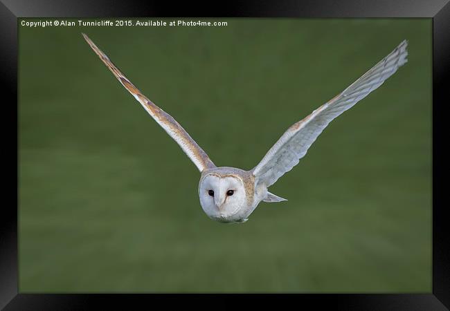  Barn owl in flight Framed Print by Alan Tunnicliffe