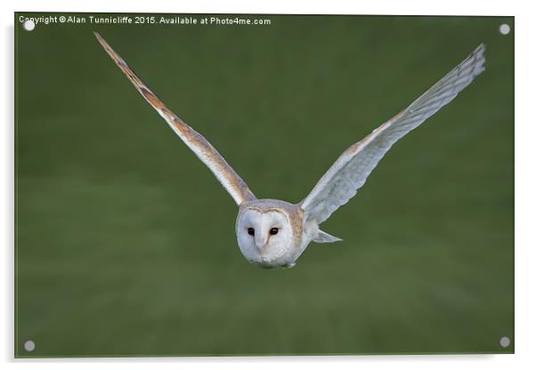  Barn owl in flight Acrylic by Alan Tunnicliffe