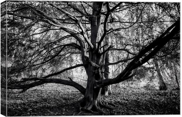  Tree on the Banks of the Wear Canvas Print by Ray Pritchard