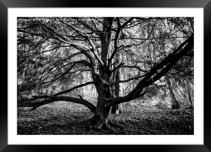  Tree on the Banks of the Wear Framed Mounted Print by Ray Pritchard