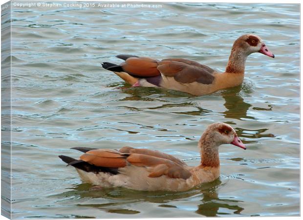  Egyptian Geese Canvas Print by Stephen Cocking