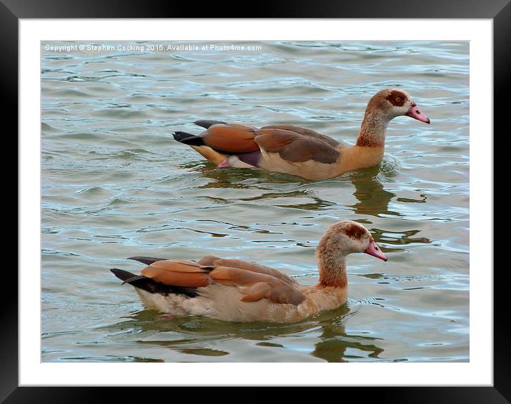  Egyptian Geese Framed Mounted Print by Stephen Cocking