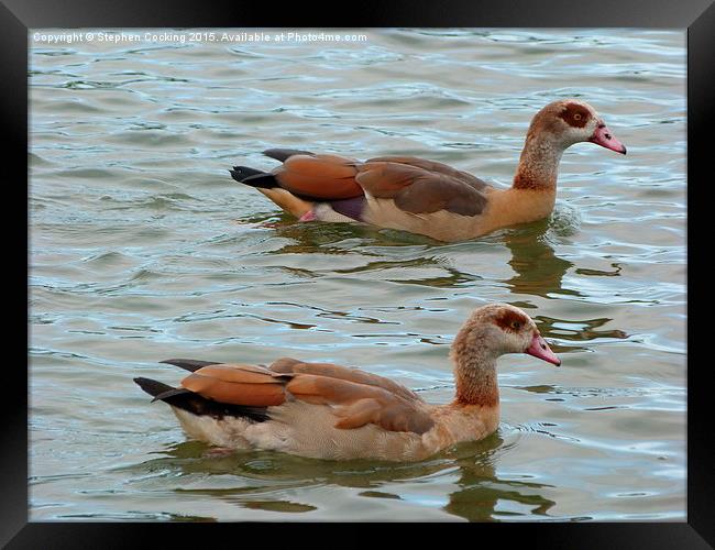  Egyptian Geese Framed Print by Stephen Cocking