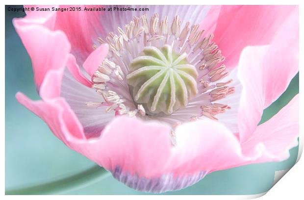  close up of poppy pastel colours Print by Susan Sanger