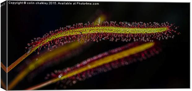 Cape Sundew Leaf Canvas Print by colin chalkley