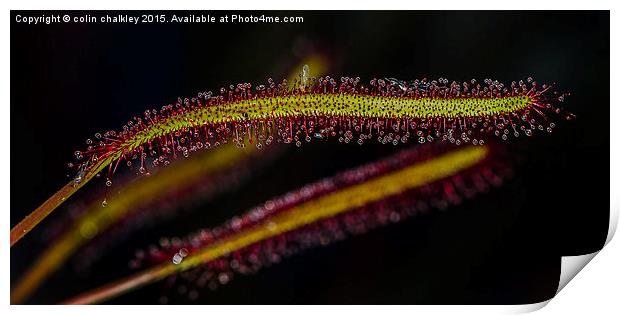 Cape Sundew Leaf Print by colin chalkley