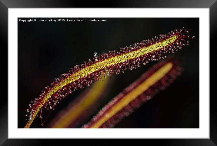  Cape Sundew Leaf Framed Mounted Print by colin chalkley