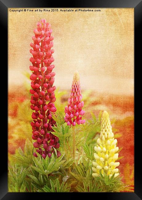  Lupins Framed Print by Fine art by Rina