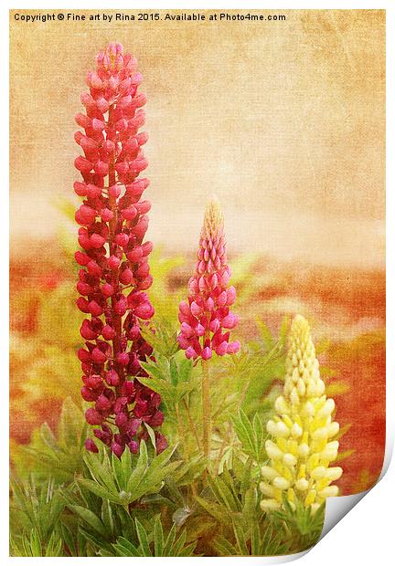 Lupins Print by Fine art by Rina