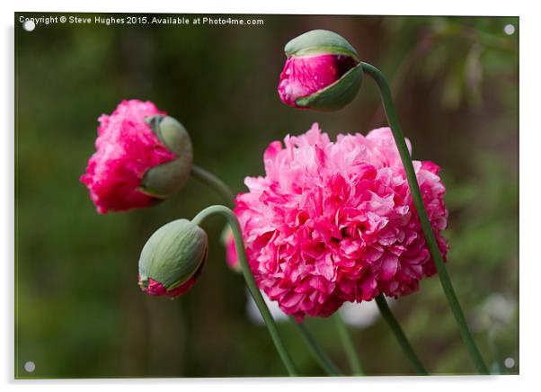  Double Poppy flowers Papaver Paeoniflorum Acrylic by Steve Hughes