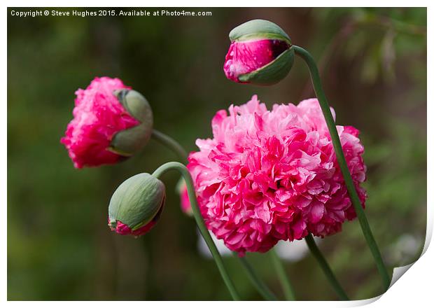  Double Poppy flowers Papaver Paeoniflorum Print by Steve Hughes