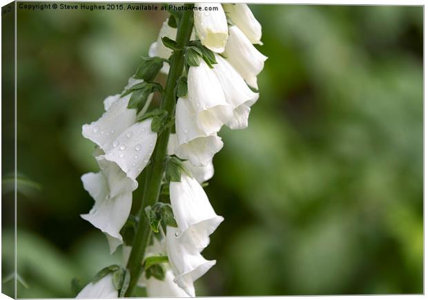 White Digitalis after the rains Canvas Print by Steve Hughes
