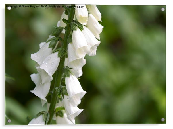 White Digitalis after the rains Acrylic by Steve Hughes