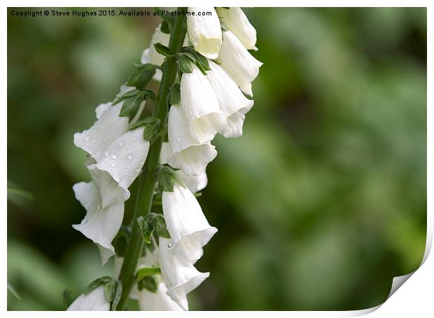 White Digitalis after the rains Print by Steve Hughes