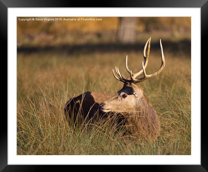  Bushy Park deer stag Framed Mounted Print by Steve Hughes