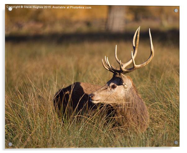  Bushy Park deer stag Acrylic by Steve Hughes