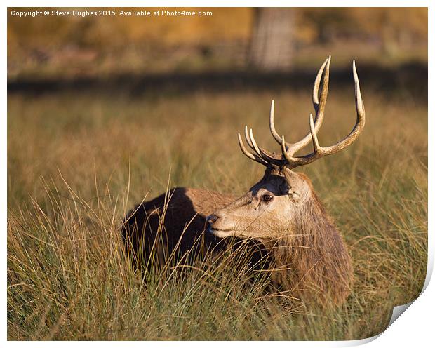  Bushy Park deer stag Print by Steve Hughes