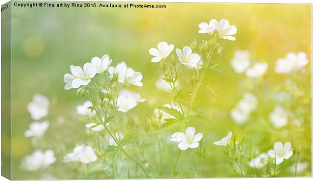  Pretty white flowers in the evening sun Canvas Print by Fine art by Rina