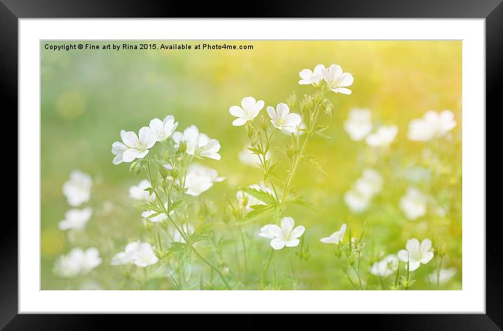 Pretty white flowers in the evening sun Framed Mounted Print by Fine art by Rina