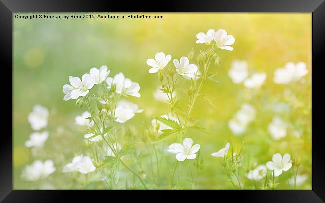  Pretty white flowers in the evening sun Framed Print by Fine art by Rina