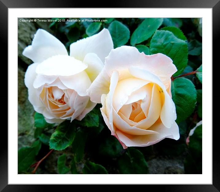  Twin Roses Framed Mounted Print by Teresa Moore