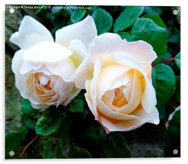 Twin Roses Acrylic by Teresa Moore