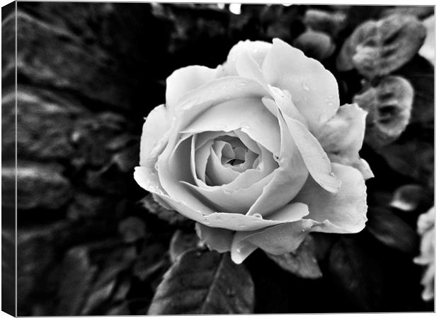  Black and white Rose Canvas Print by Teresa Moore