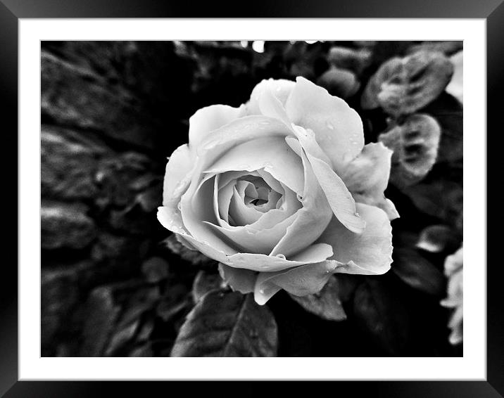  Black and white Rose Framed Mounted Print by Teresa Moore