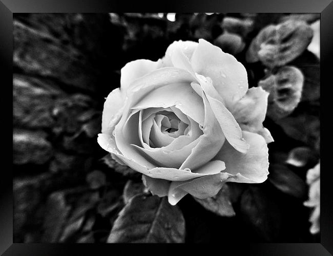  Black and white Rose Framed Print by Teresa Moore