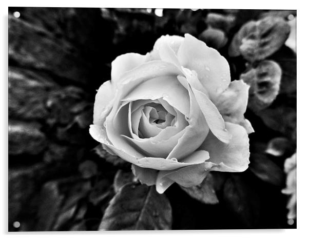  Black and white Rose Acrylic by Teresa Moore
