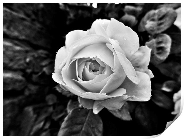  Black and white Rose Print by Teresa Moore
