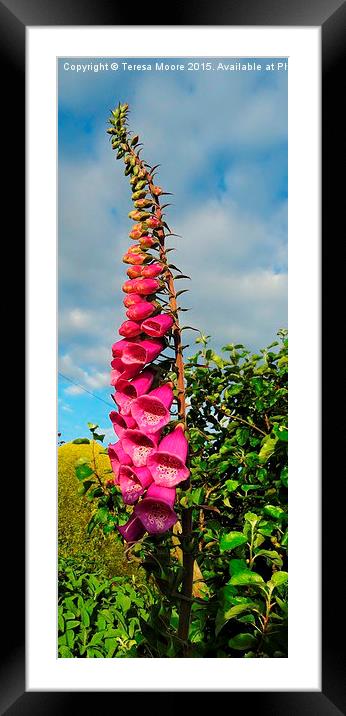 Foxglove at sunset Framed Mounted Print by Teresa Moore