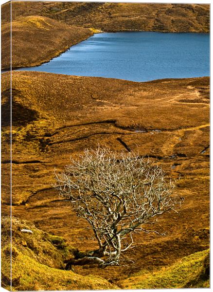 The Quiraing, Skye, lone tree Canvas Print by David Ross