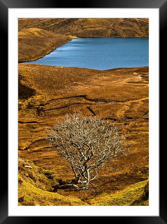 The Quiraing, Skye, lone tree Framed Mounted Print by David Ross