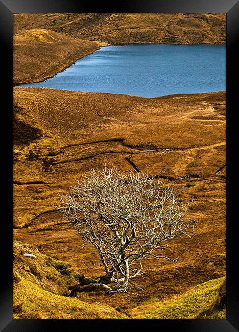The Quiraing, Skye, lone tree Framed Print by David Ross
