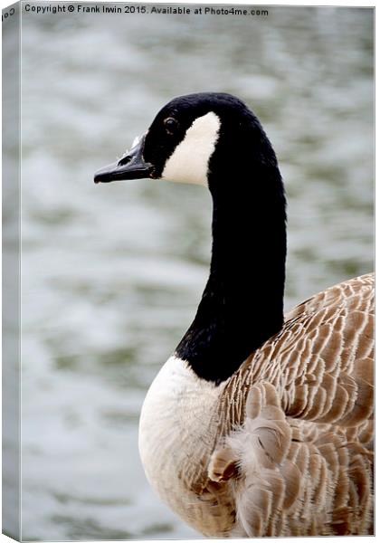 Canada Goose (Close up) Canvas Print by Frank Irwin